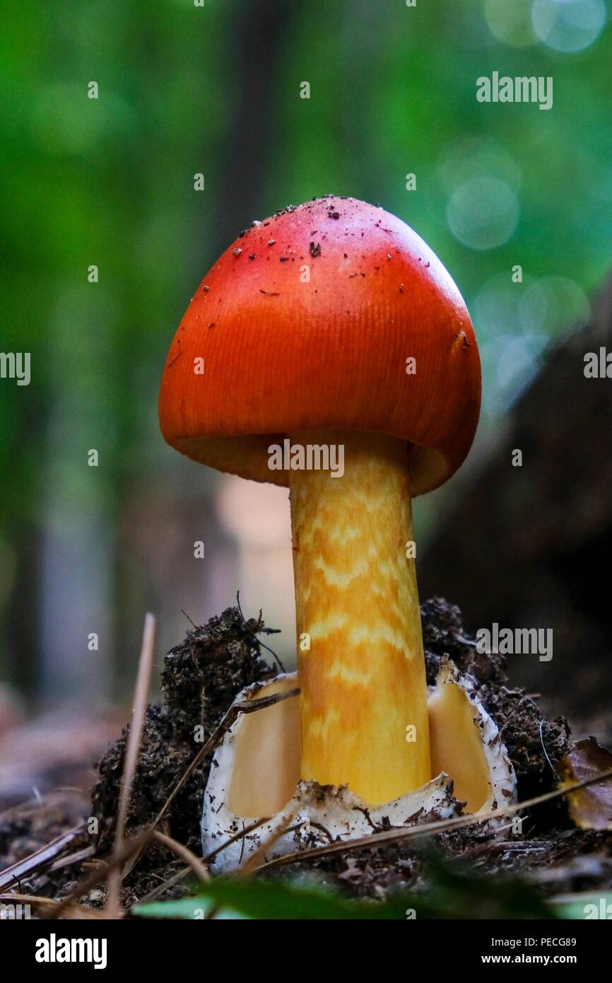 Early growth stage of an American Caesars's mushroom, Amanita jacksonii, sprouting from the volva with beautiful red bulbous cap at Yates Mill County  Stock Photo