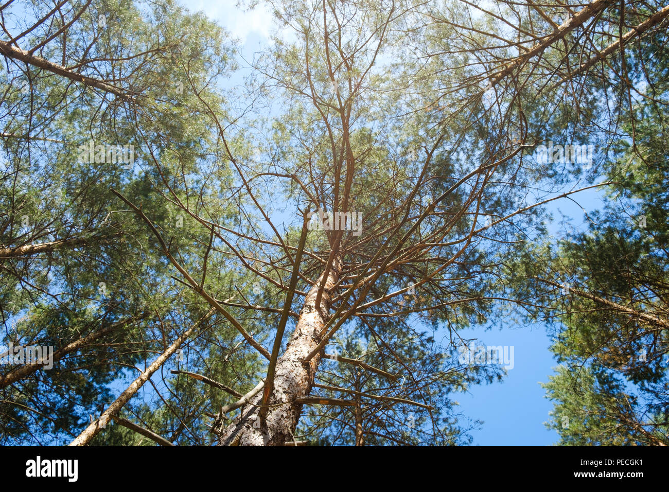 pine trees and blue sky - looking up inside forest - Stock Photo