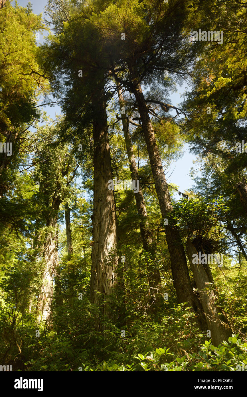 Tall Douglas Fir trees at the Pacific Rim National Park Rainforest in