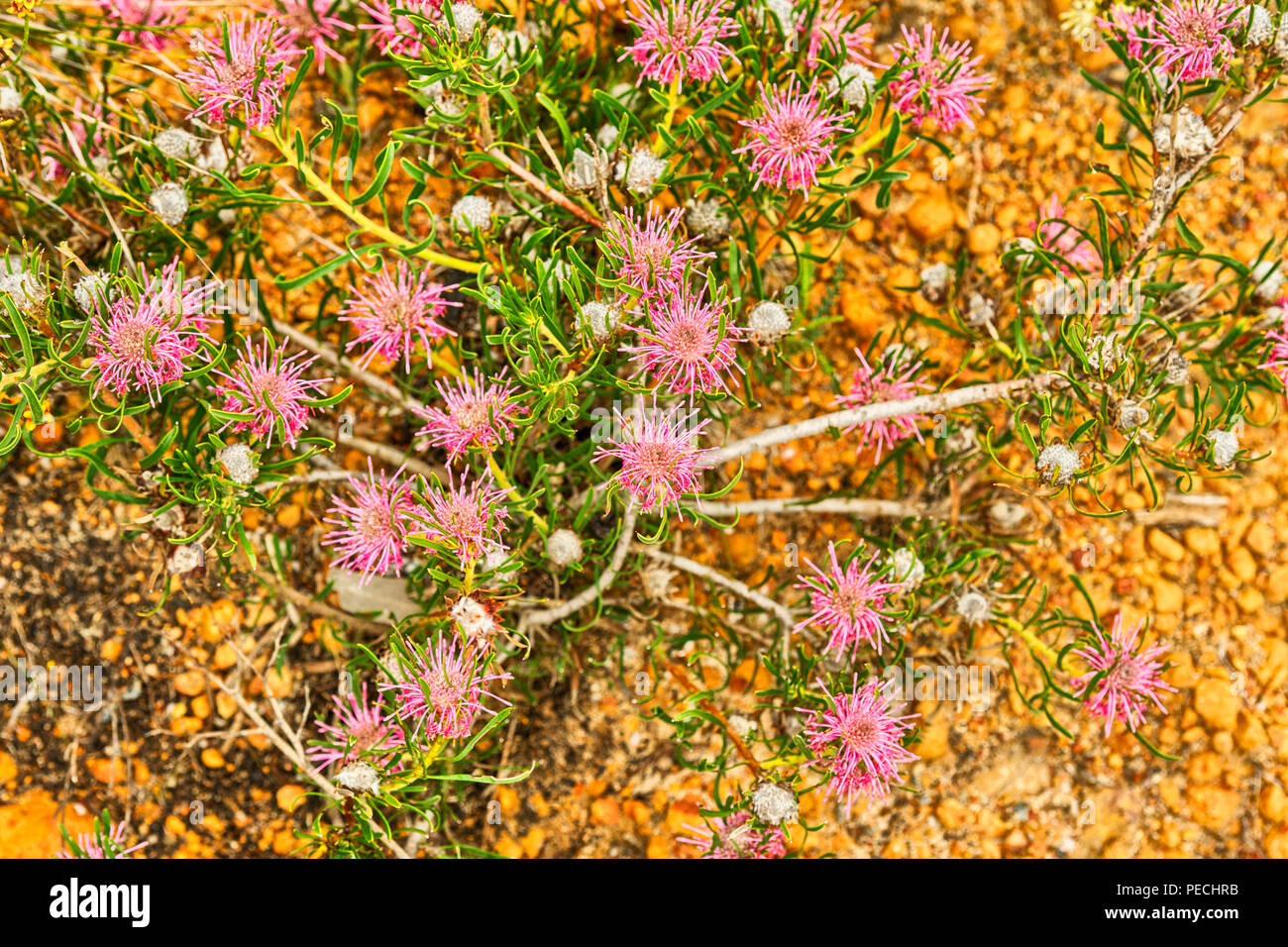 Wildflowers in Lesueur National Park, Western Australia, Australia Stock Photo
