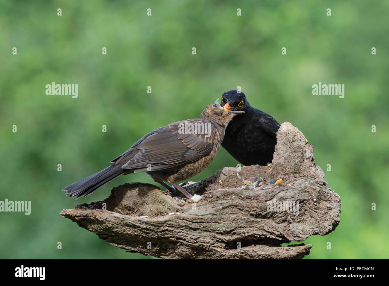 Blackbirds, male with young, Lower Saxony, Germany, Turdus merula Stock Photo