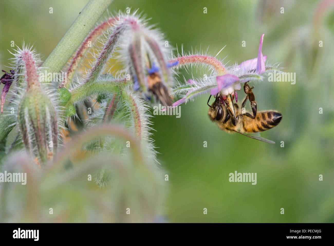 Honeybee on Common Borage, Lower Saxony, Germany, Borago officinalis, Apis mellifera Stock Photo