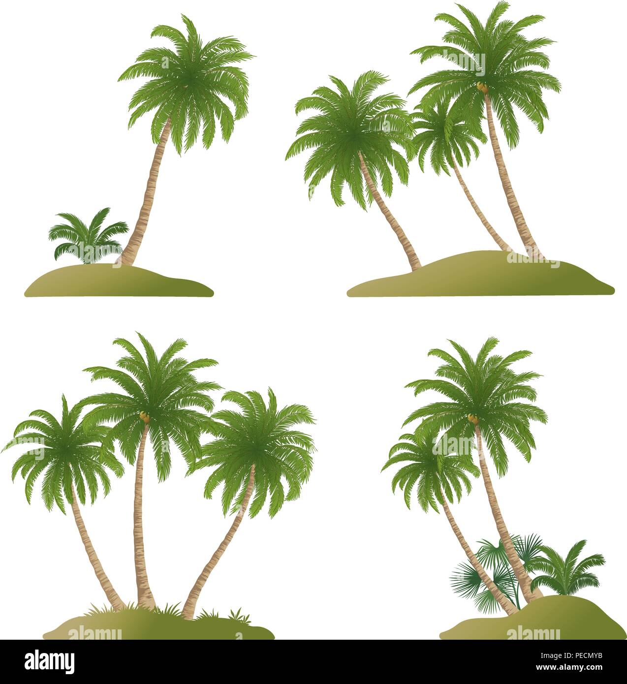 Set Exotic Landscapes, Palm Trees with Green Leaves and Nuts, Tropical Plants and Grass, Isolated On White Background. Vector Stock Vector