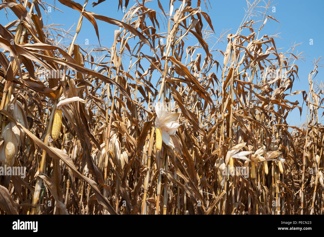 Food Crisis, Lack of water, Corn Field Stock Photo - Alamy