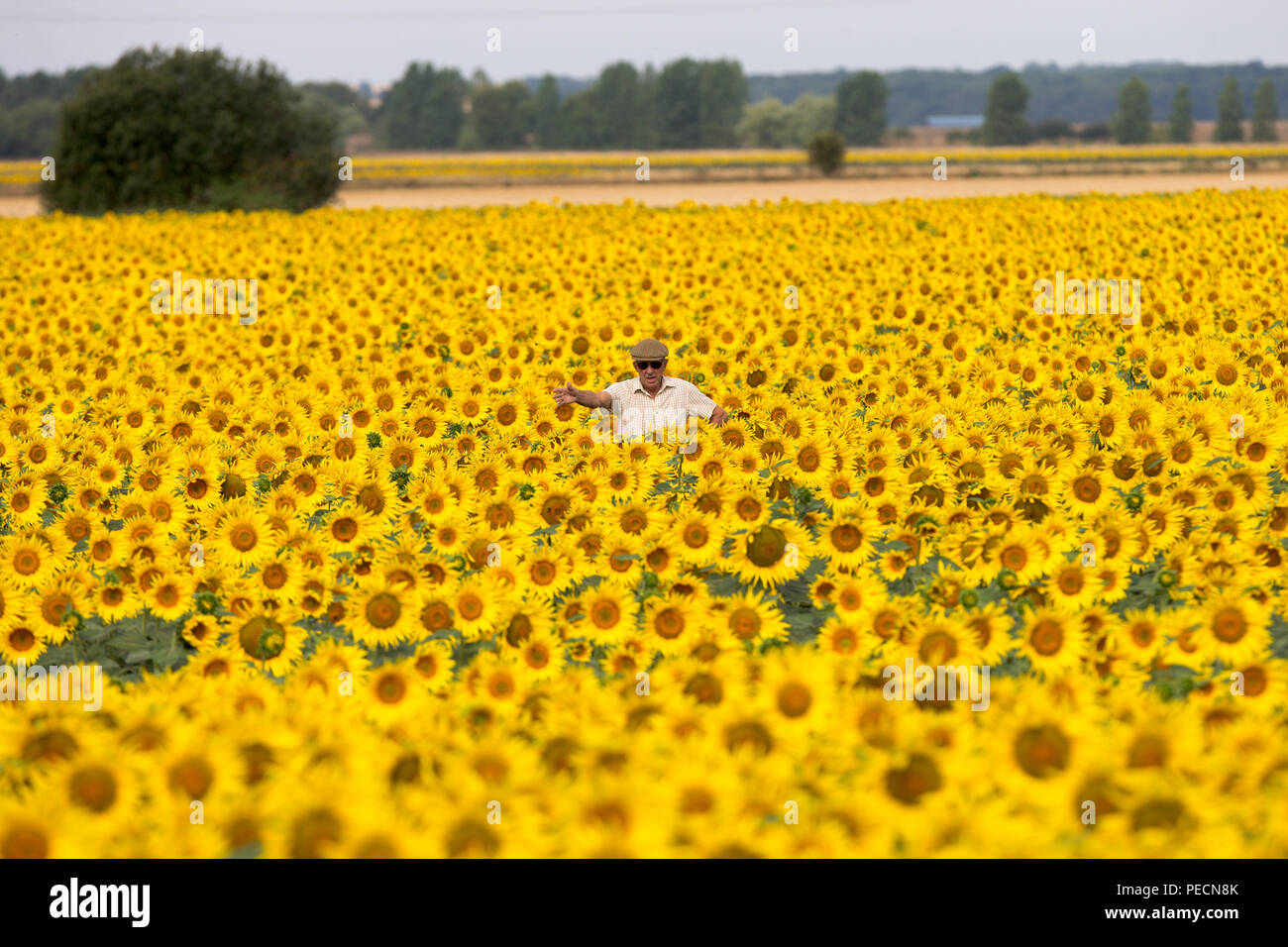 Nicholas Watts  checking his bumper crop of sunflowers in a field near Spalding,Linc on Tuesday afternoon.Cooler and wet weather is forecast for later this week. Stock Photo