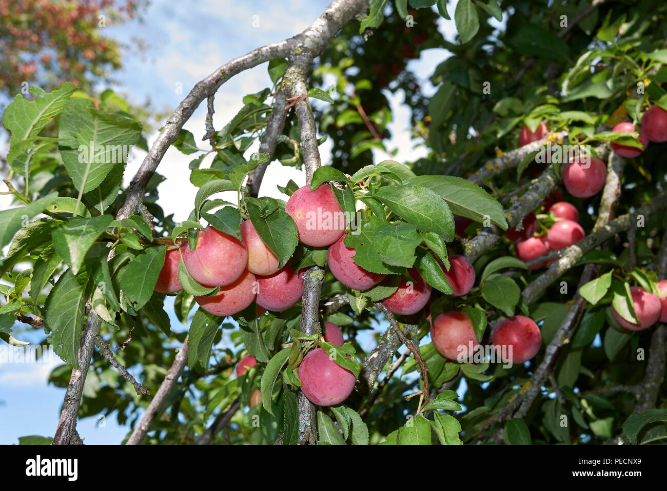 Prunus cerasifera Stock Photo
