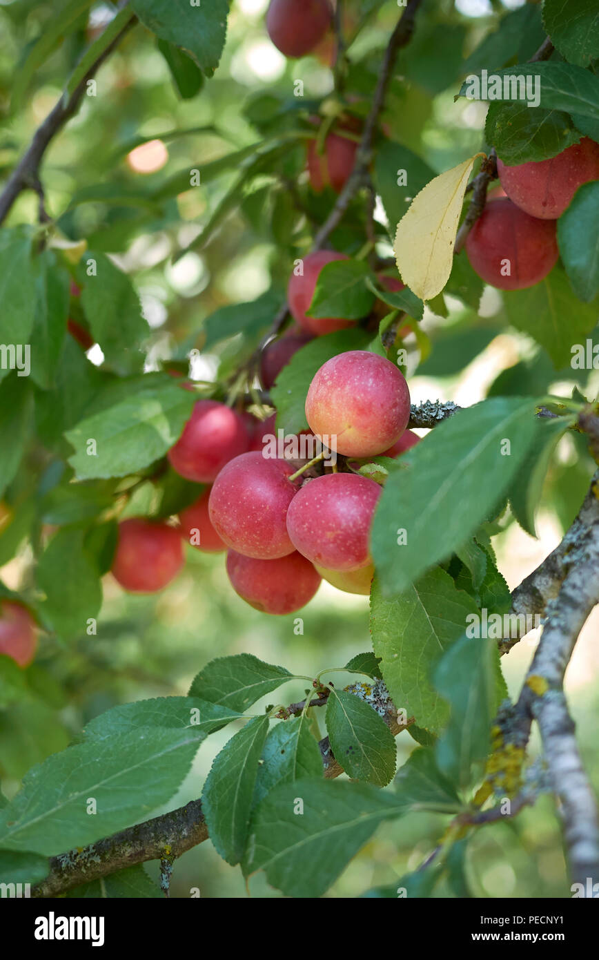 Prunus cerasifera Stock Photo