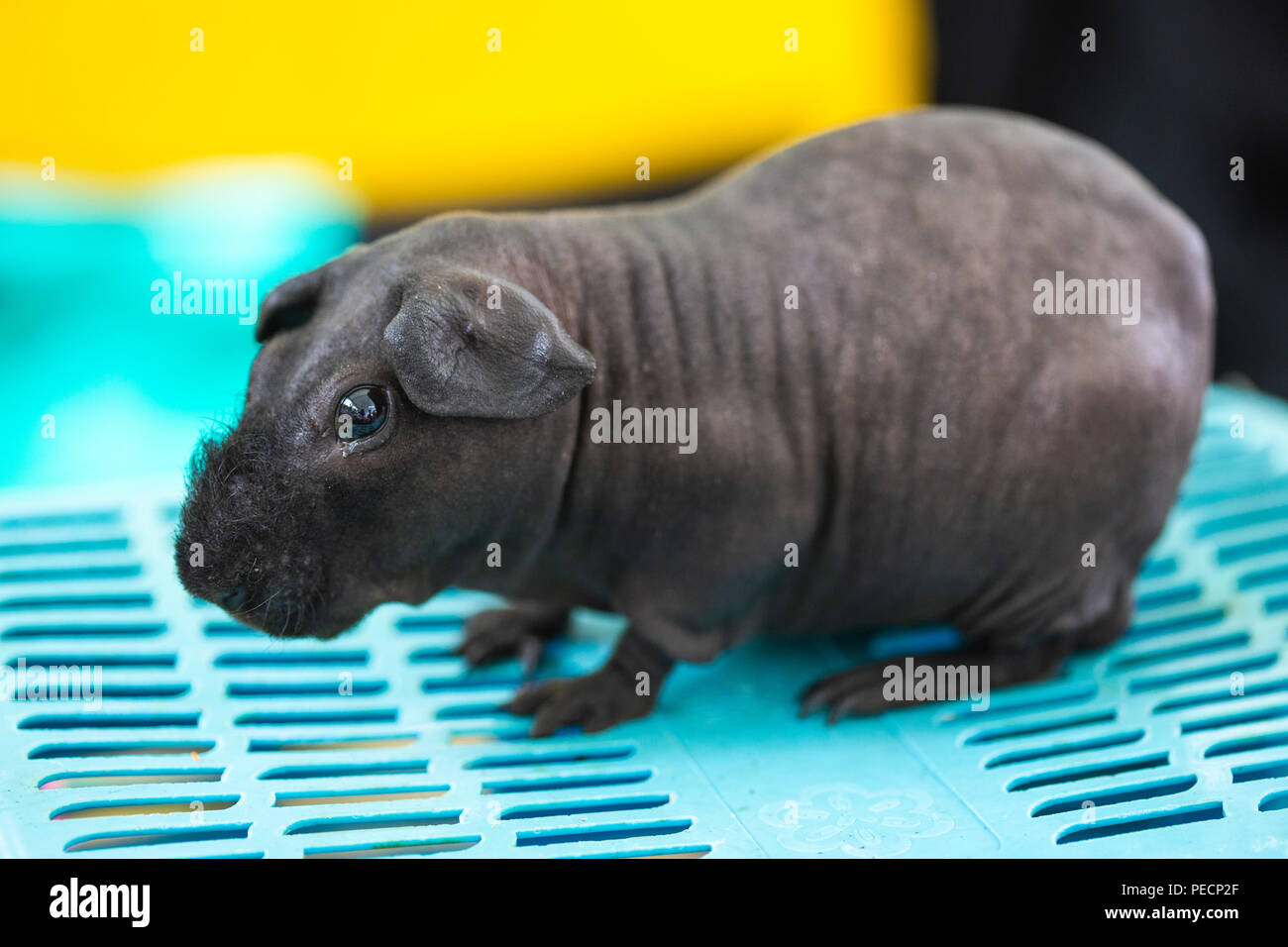 Black hairless hotsell guinea pig