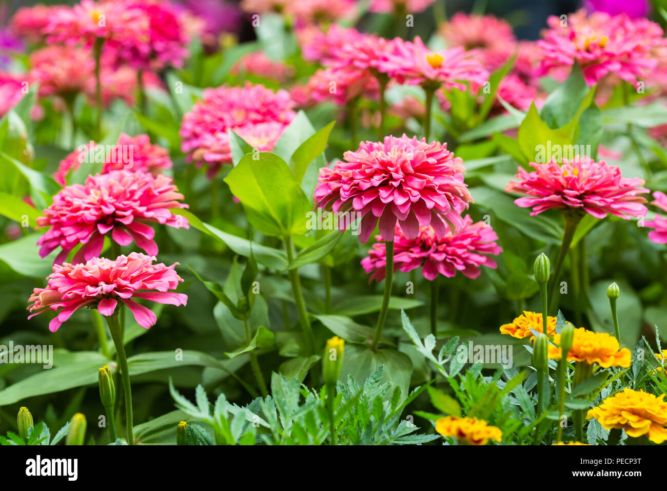 Pink Gerbera , Barberton daisy flower in the garden Stock Photo Alamy