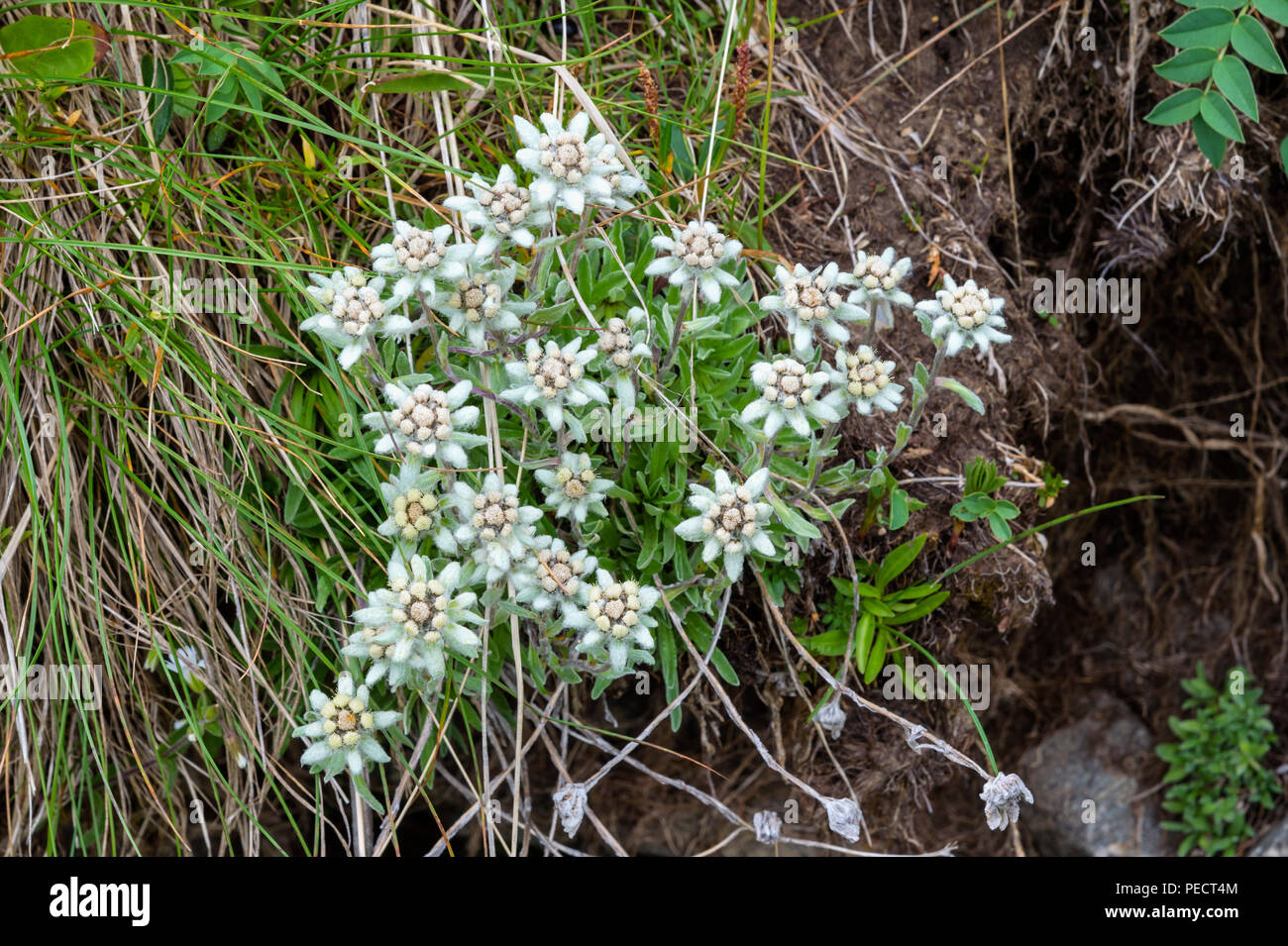 Edelweiss (Leontopodium nivale), Sary Jaz valley, Issyk Kul region, Kyrgyzstan Stock Photo