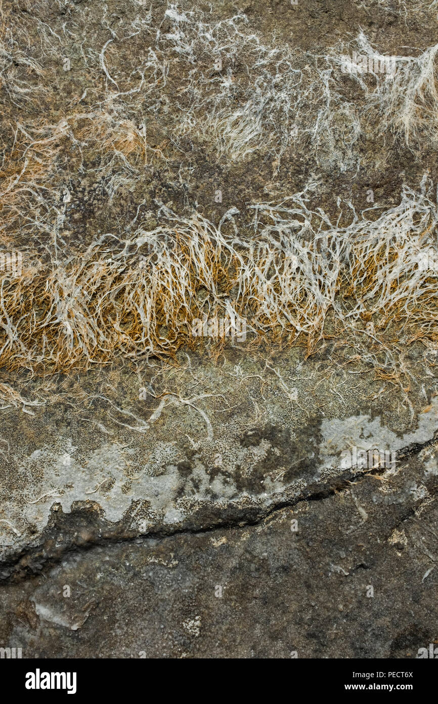 Fibrous patterns hi-res stock photography and images - Alamy