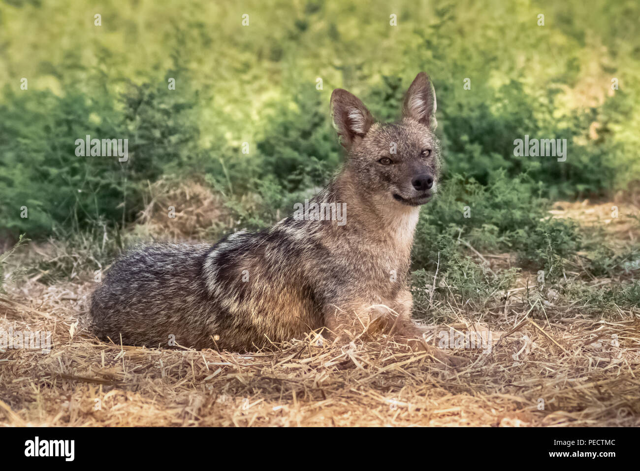 Direct looking wild golden jackal lying on the green yellow grass in Yarkon park, Tel Aviv, Israel Stock Photo