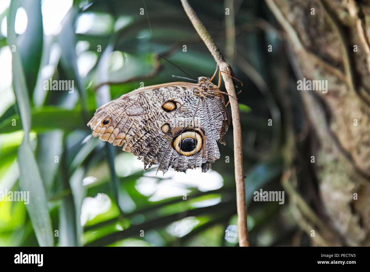 Schmetterling fliege hires stock photography and images Alamy