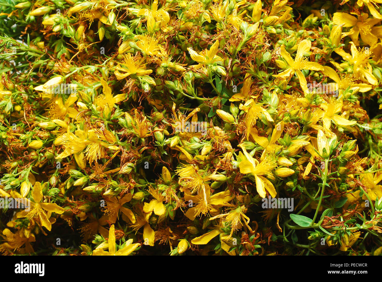 St. John's Wort, known also as Tipton's Weed, flowers background. Medicinal use for depression