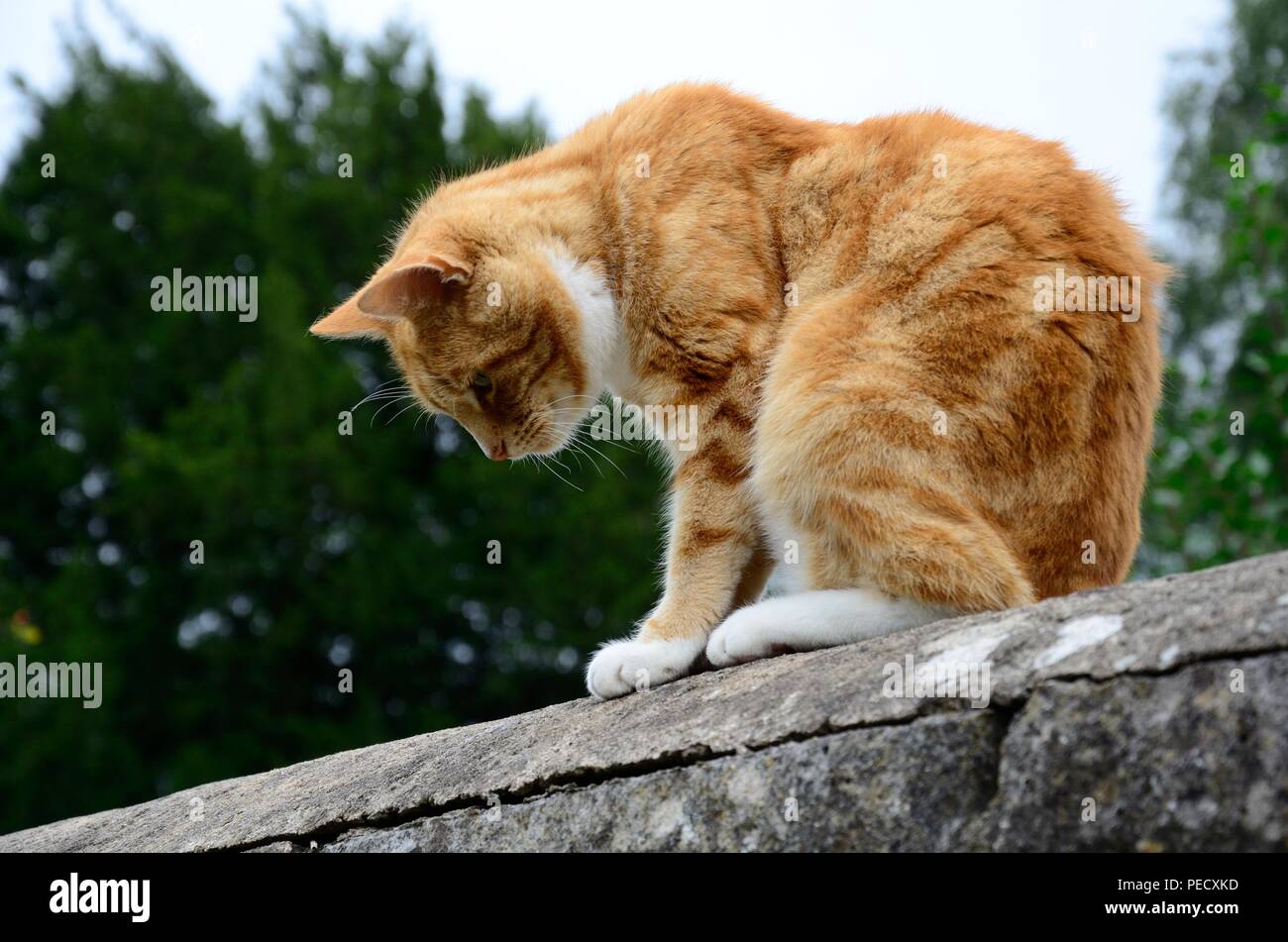 Sat On Wall High Resolution Stock Photography And Images Alamy