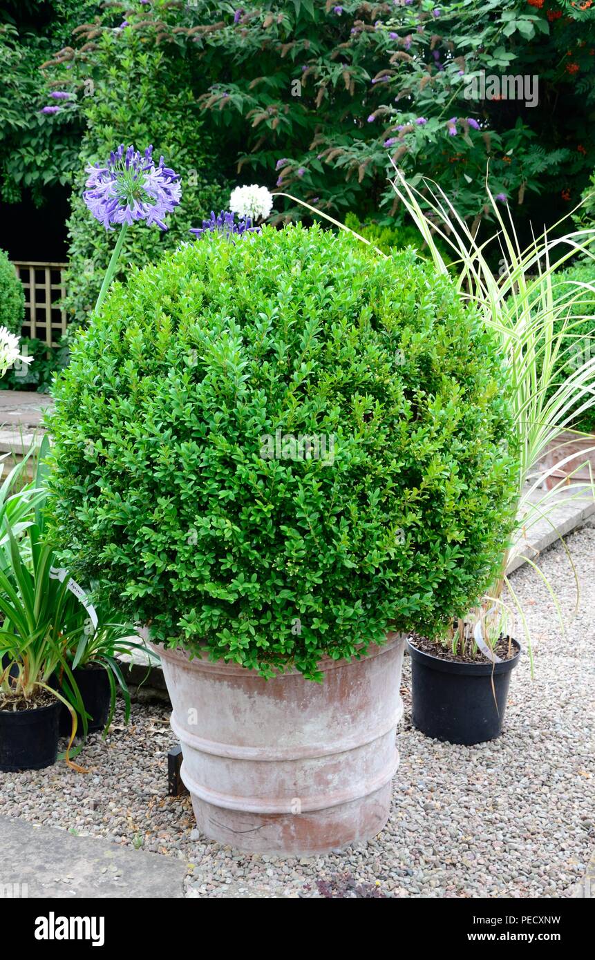 Common Box ball Buxus Sempervirensin a terracotta pot Stock Photo Alamy