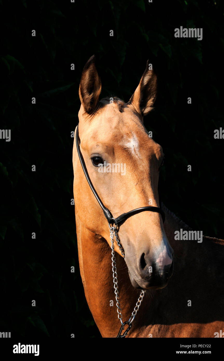 Akhal Teke, palomino, young stallion Stock Photo