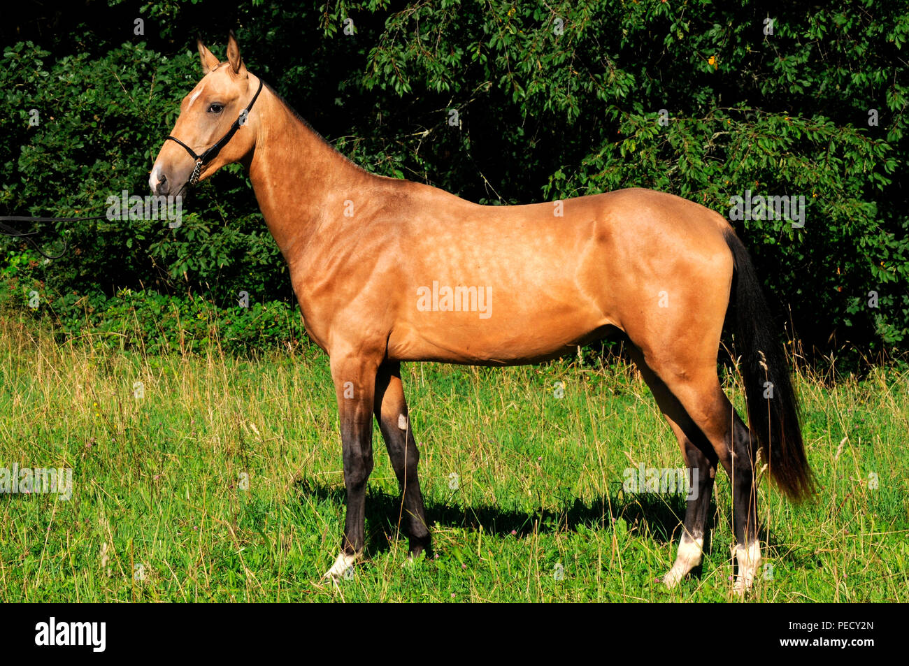 Palomino Stallion High Resolution Stock Photography and Images Alamy