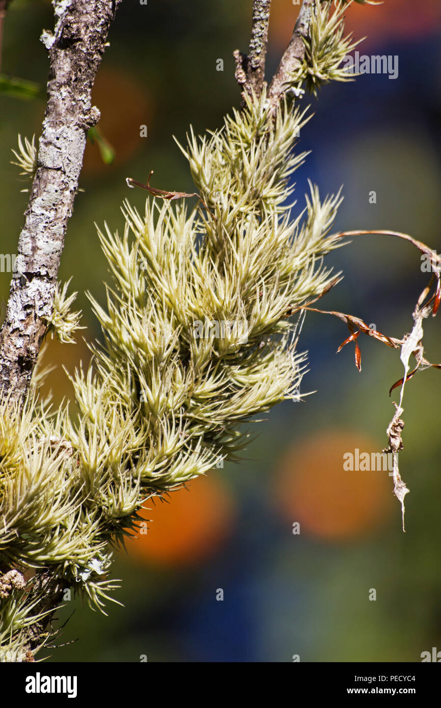Air Plant Epiphyte High Resolution Stock Photography and Images - Alamy