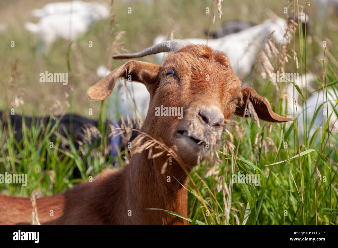 Goats eating up weeds in a Calgary park as part of the city's targeted grazing plan for invasive weed species management using environmentally friendl Stock Photo