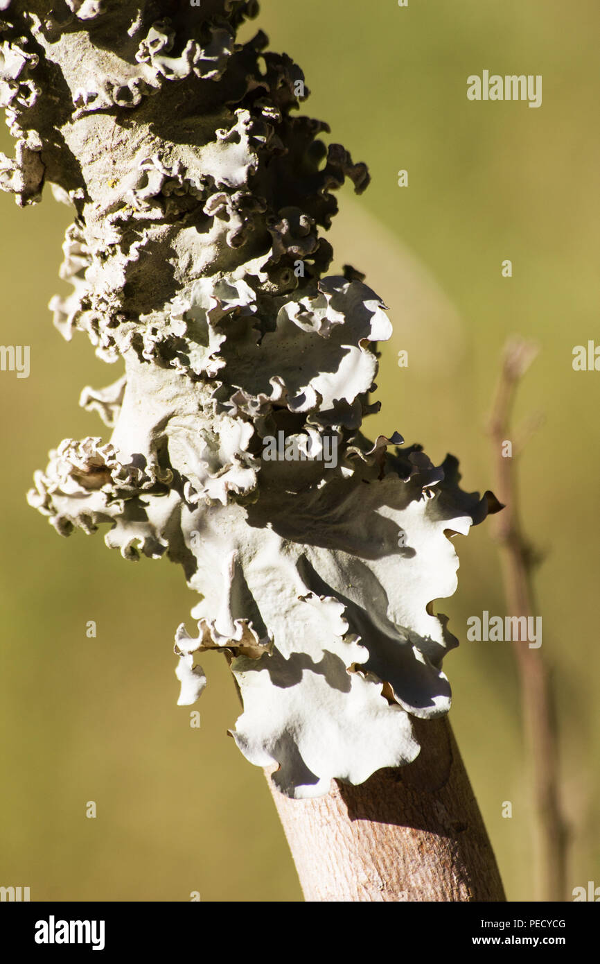 Field Dog Lichen on a tree trunk Stock Photo