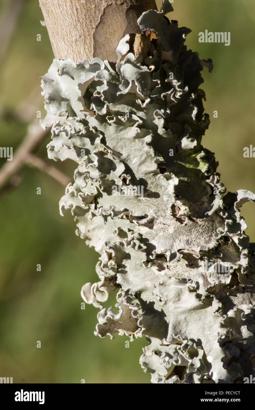Field Dog Lichen on a tree trunk Stock Photo