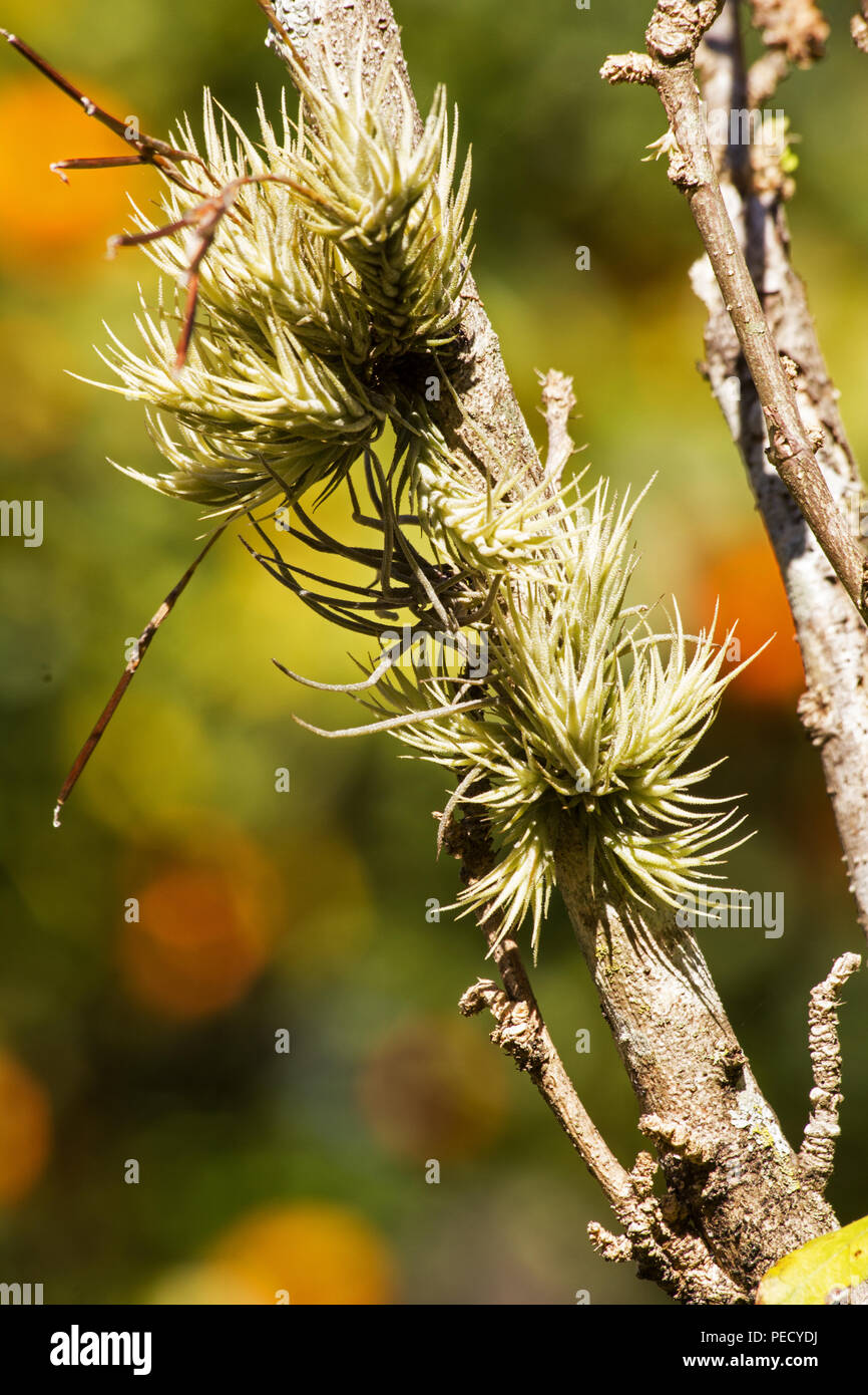 Air plant in natural habitat Stock Photo