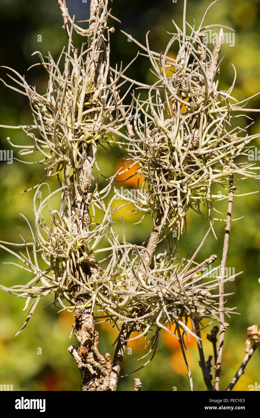 Air plant epiphyte hires stock photography and images Alamy