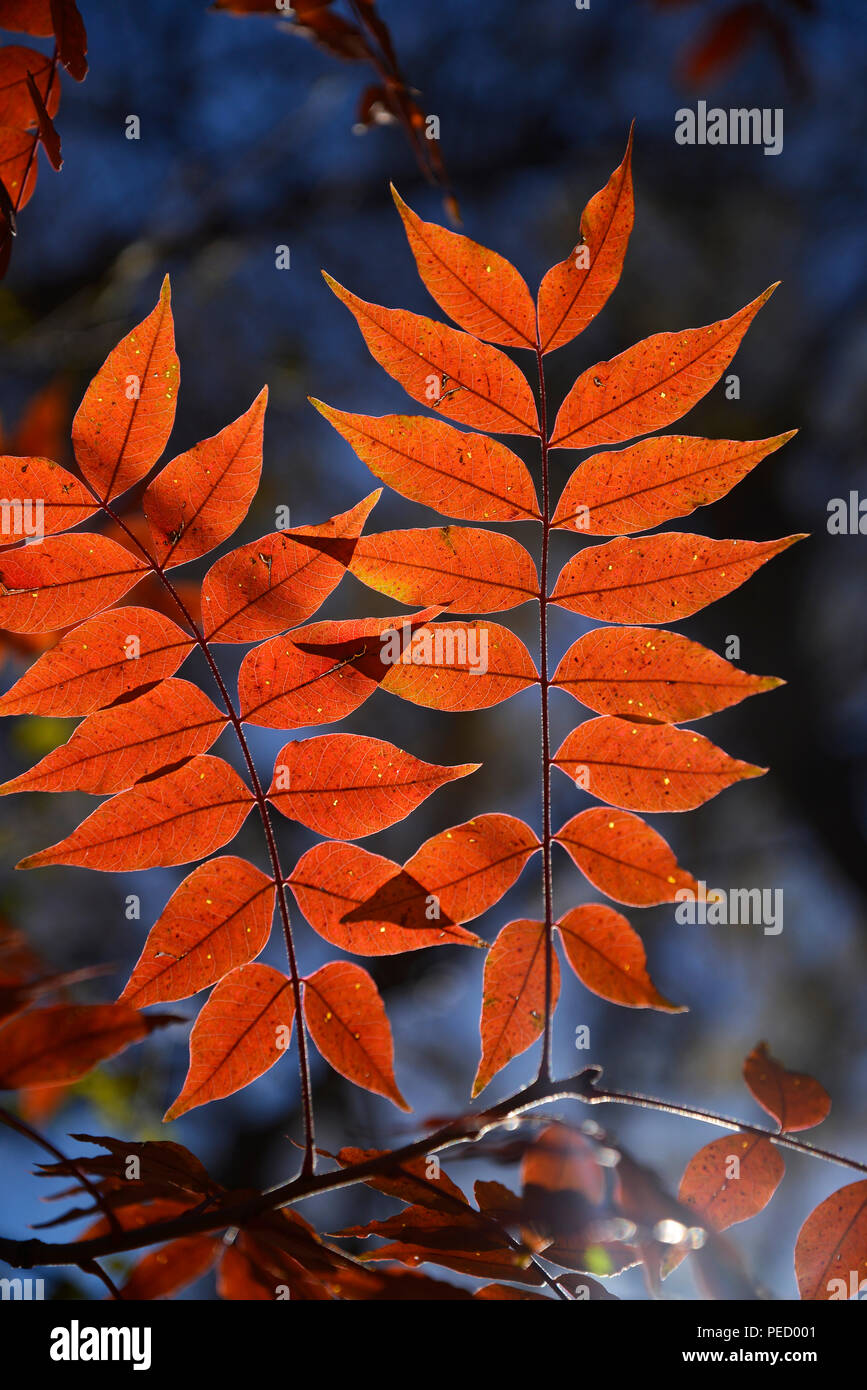 Fall leaves color a canopy of trees in a riparian area on  the Anza Trail along the Santa Cruz River, Tubac, Arizona, USA. The Santa Cruz River is par Stock Photo