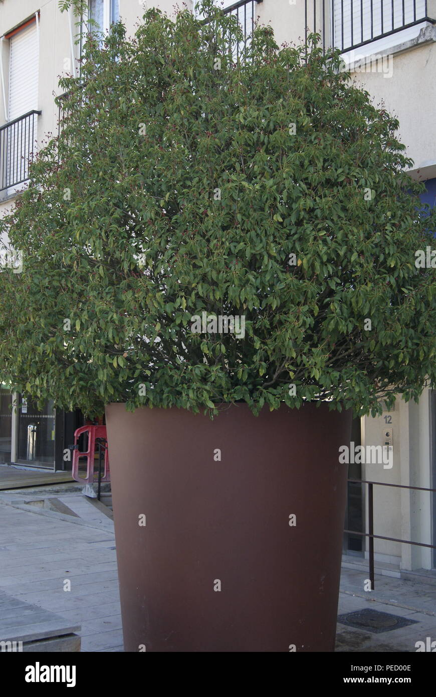 plante de France Stock Photo Alamy