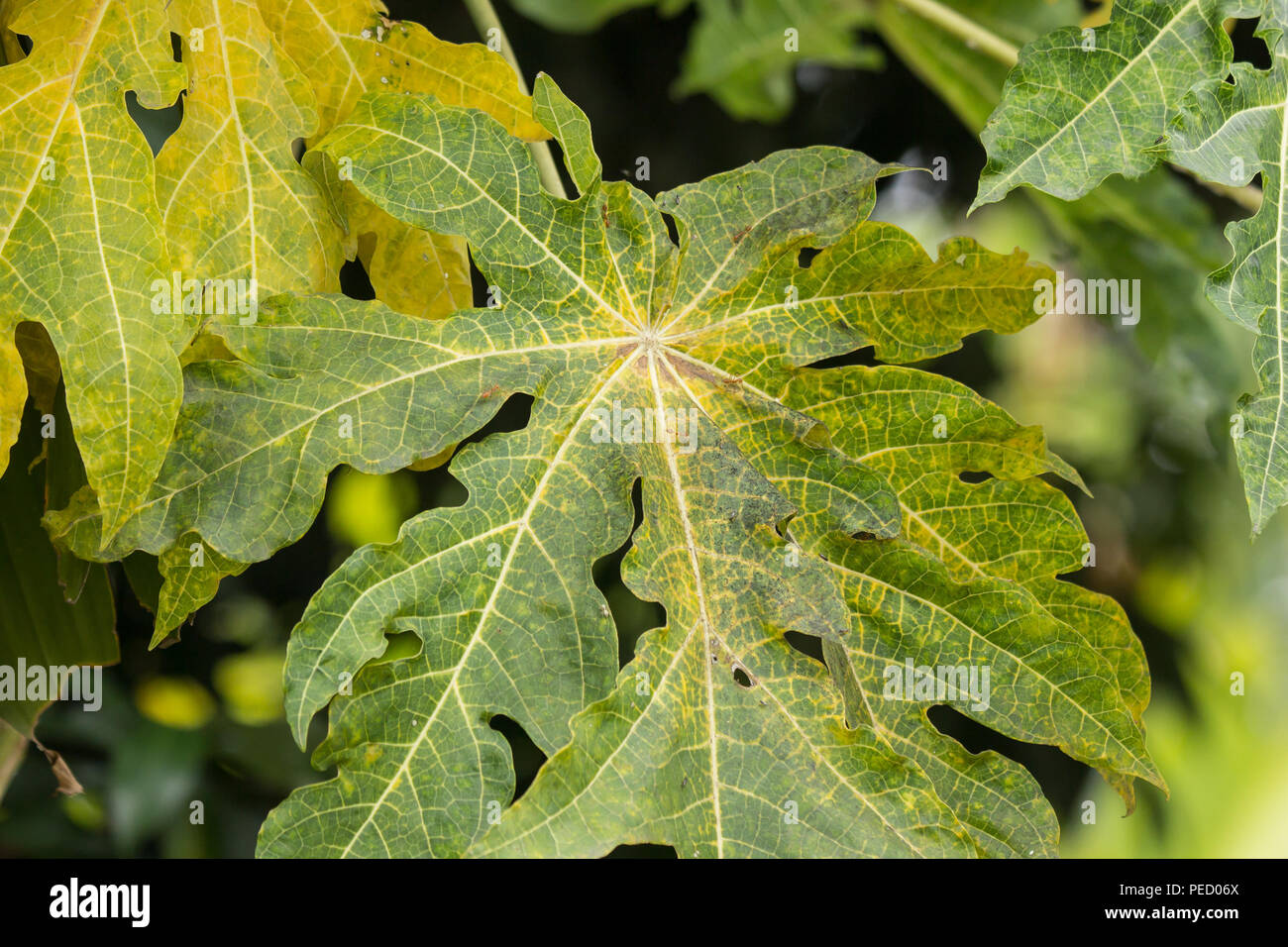 Close up Disease Green leaf of Young papaya tree Stock Photo Alamy
