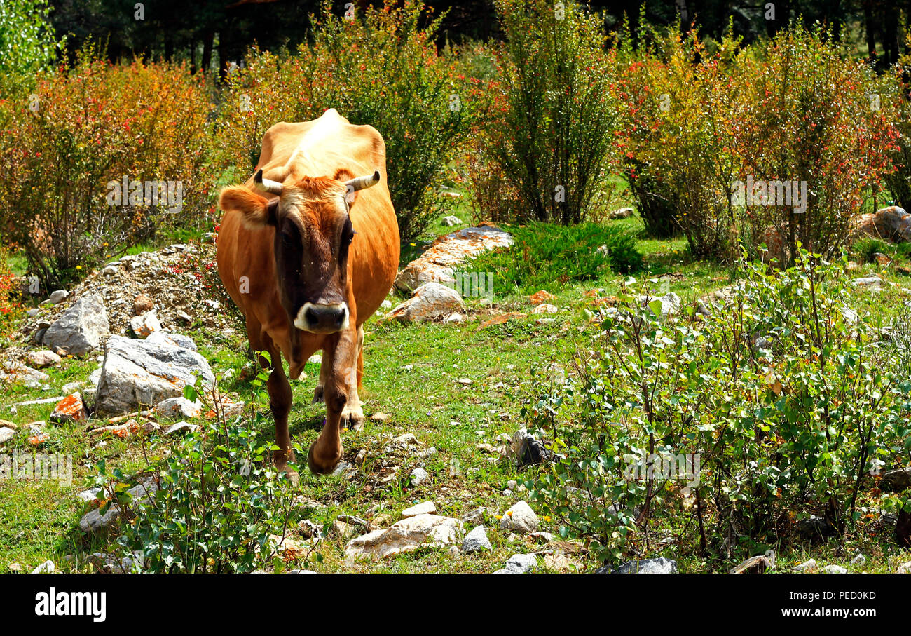 A cow standing on the summer meadow Stock Photo - Alamy