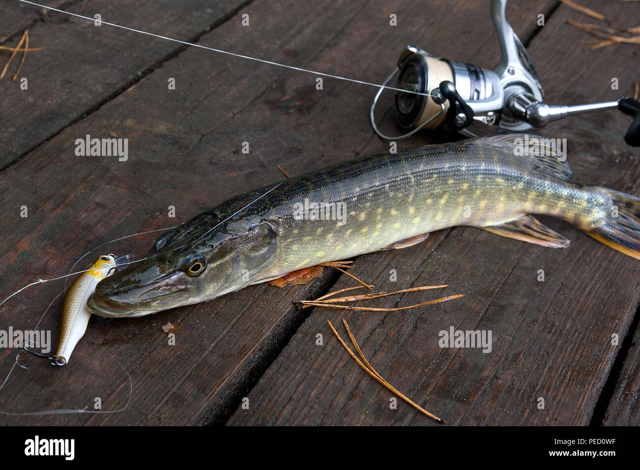 Pike head trophy hi-res stock photography and images - Page 4 - Alamy