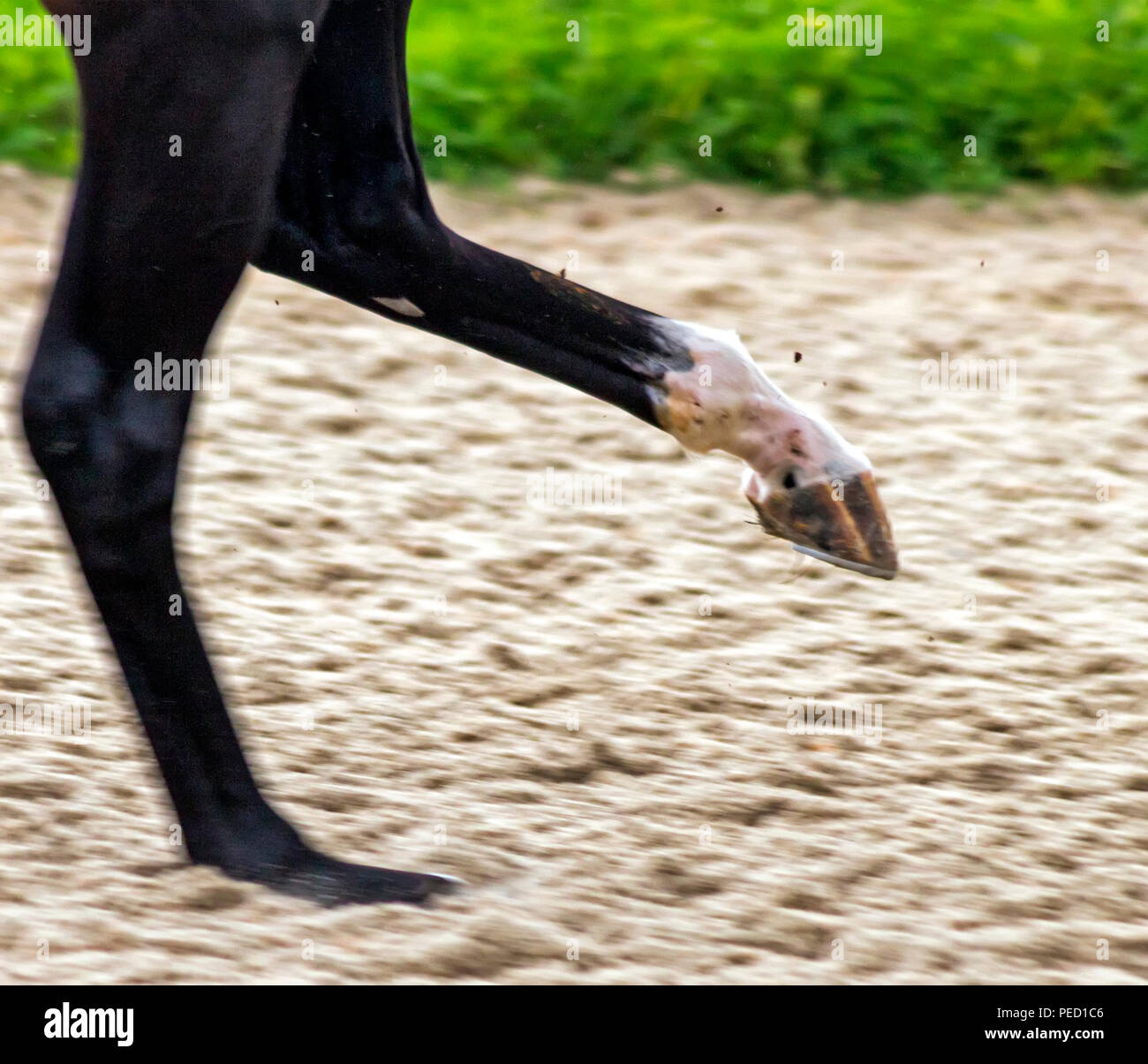 A horse in speed running and kicking up leg. Stock Photo