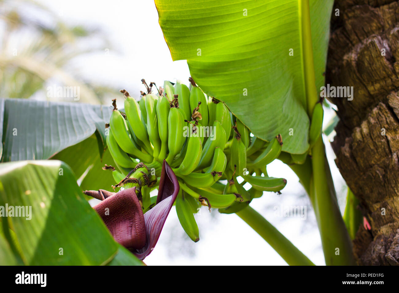 Green bananas growing on the palm tree Stock Photo Alamy