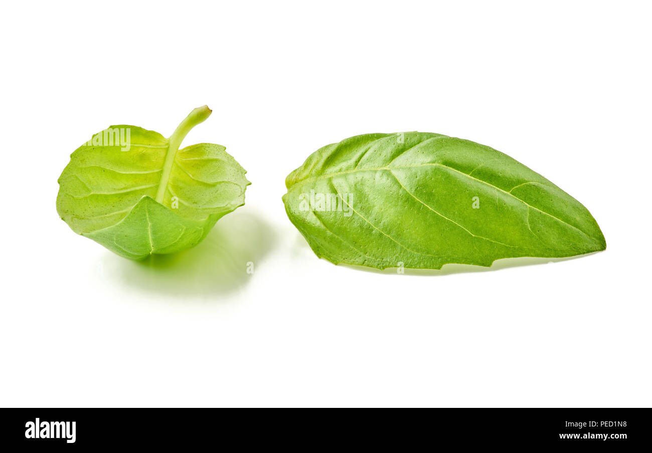 Basil leaves isolated on white background. Macro photography with great depth of field. DoF . Stock Photo