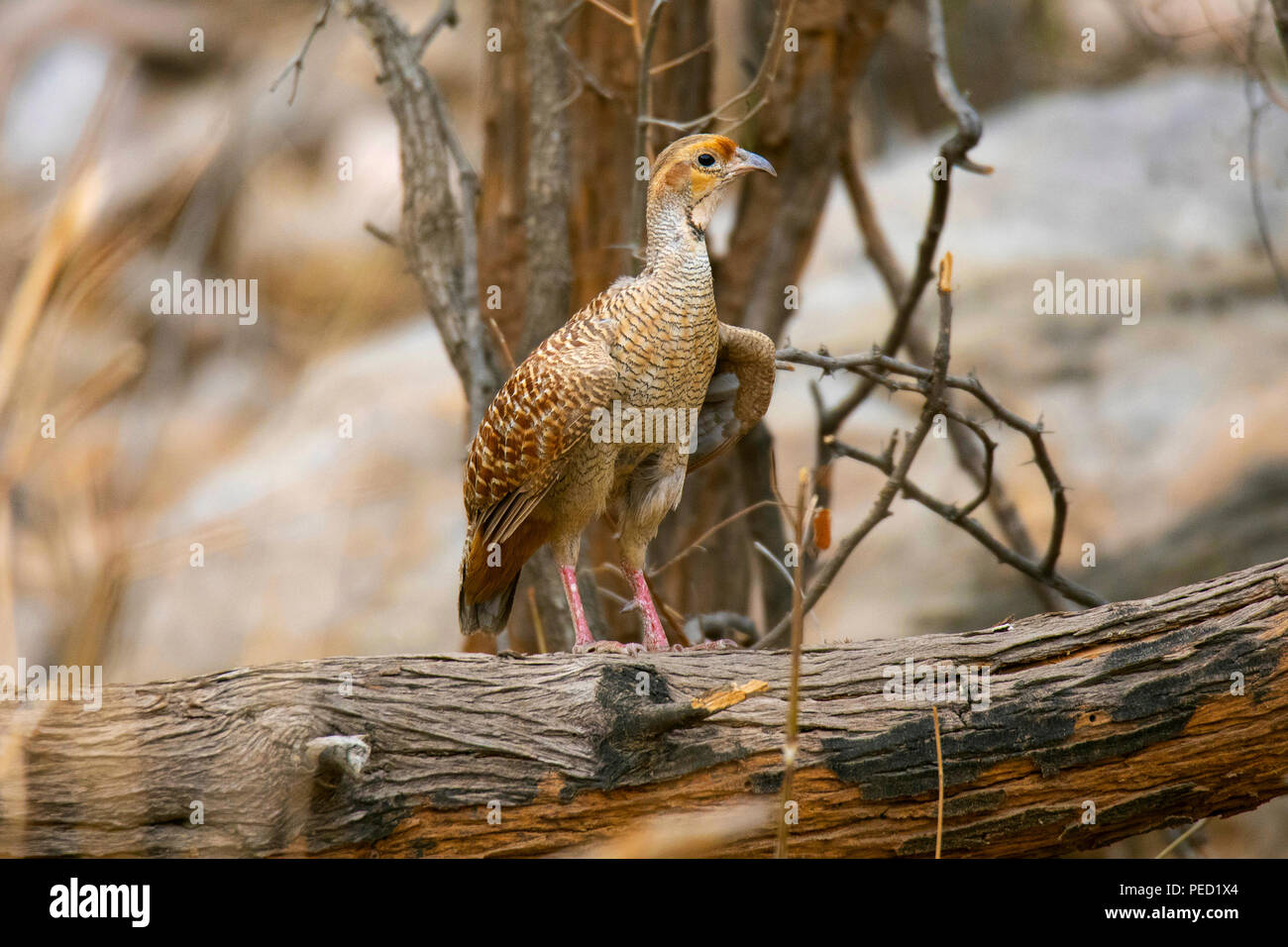 Grey Francolin, Francolinus pondicerianus, Jhalana, Rajasthan, India Stock Photo