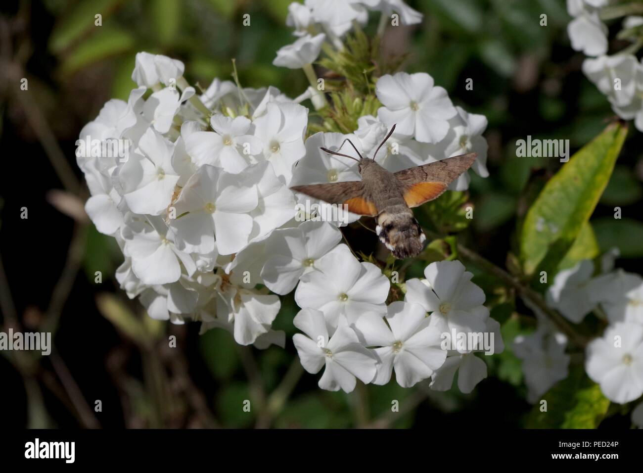 Hummingbird hawk-moth in flight Stock Photo