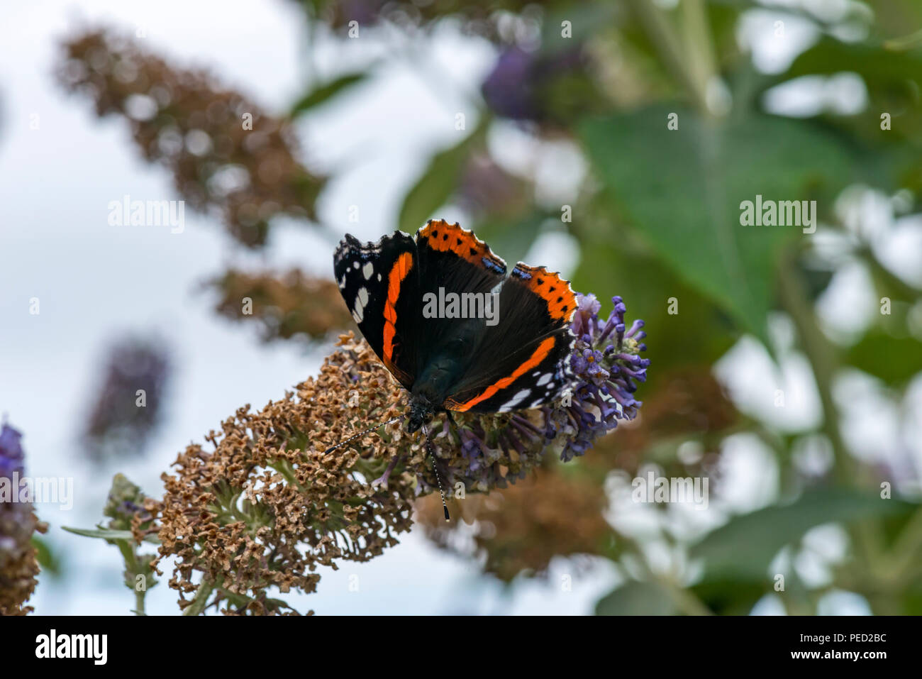 Red Admiral Butterfly, UK Stock Photo