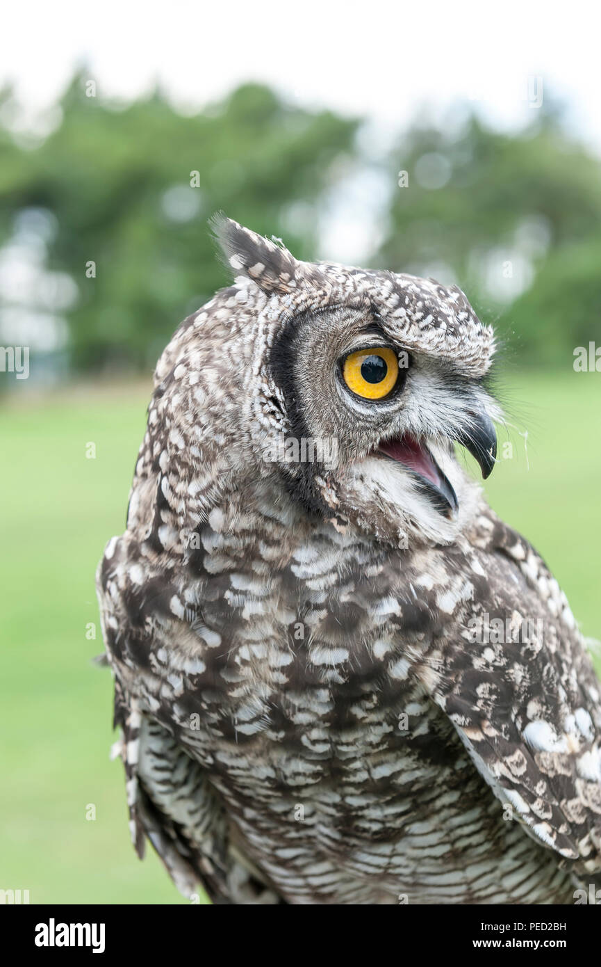 Captive Spotted Eagle Owl, Hexham, Northumberland, UK Stock Photo