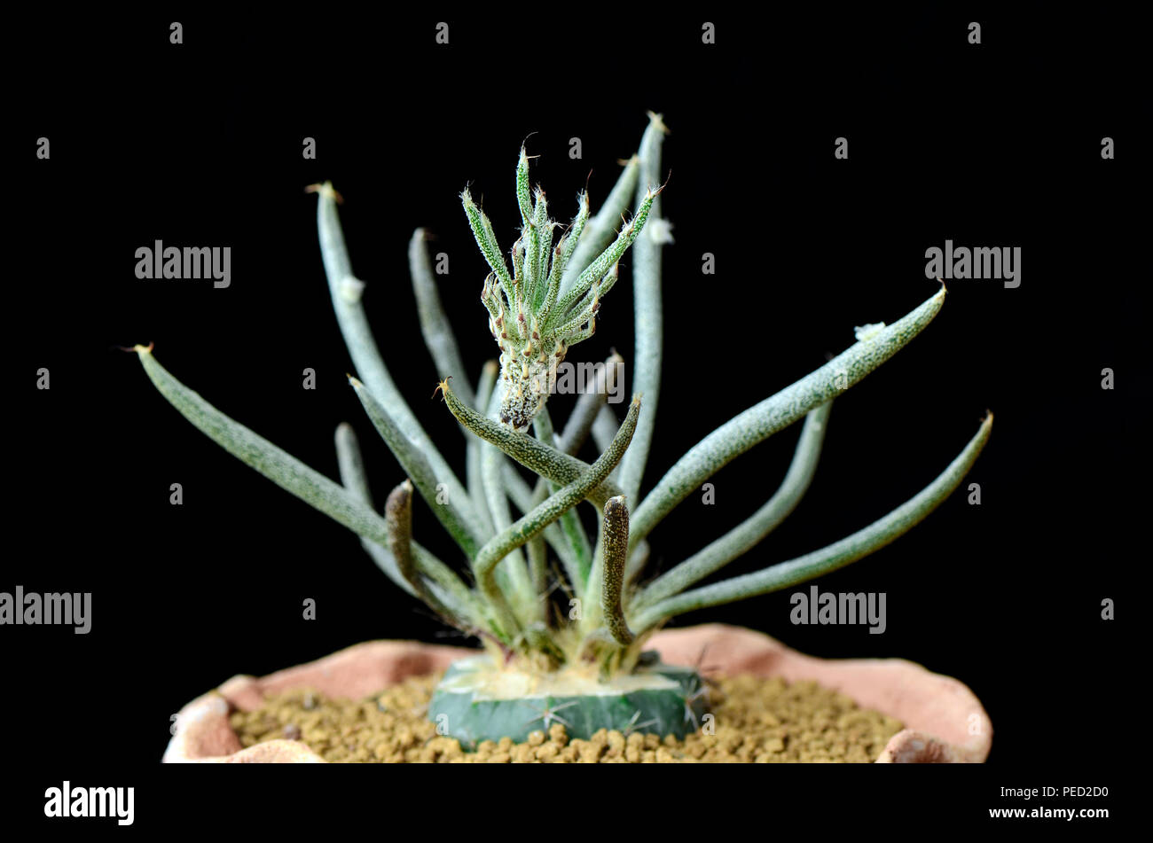 Astrophytum caput-medusae or Digitostigma caput-medusae with small bud on branch. Stock Photo