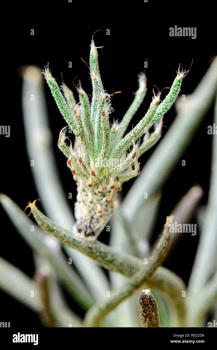 Astrophytum caput-medusae or Digitostigma caput-medusae with small bud on branch. Stock Photo