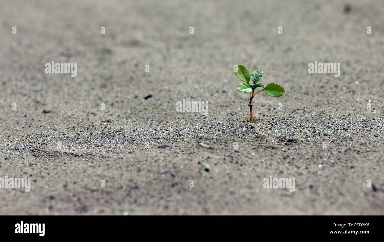 Nature environment plant hi-res stock photography and images - Alamy