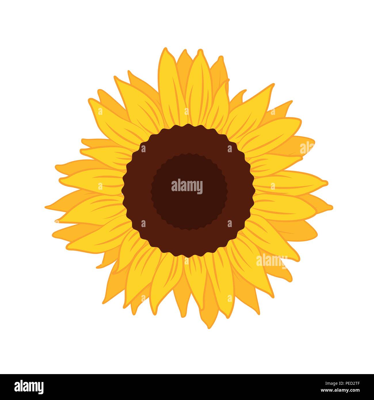 beautiful yellow Sunflower bloom vector illustration EPS10 Stock Vector