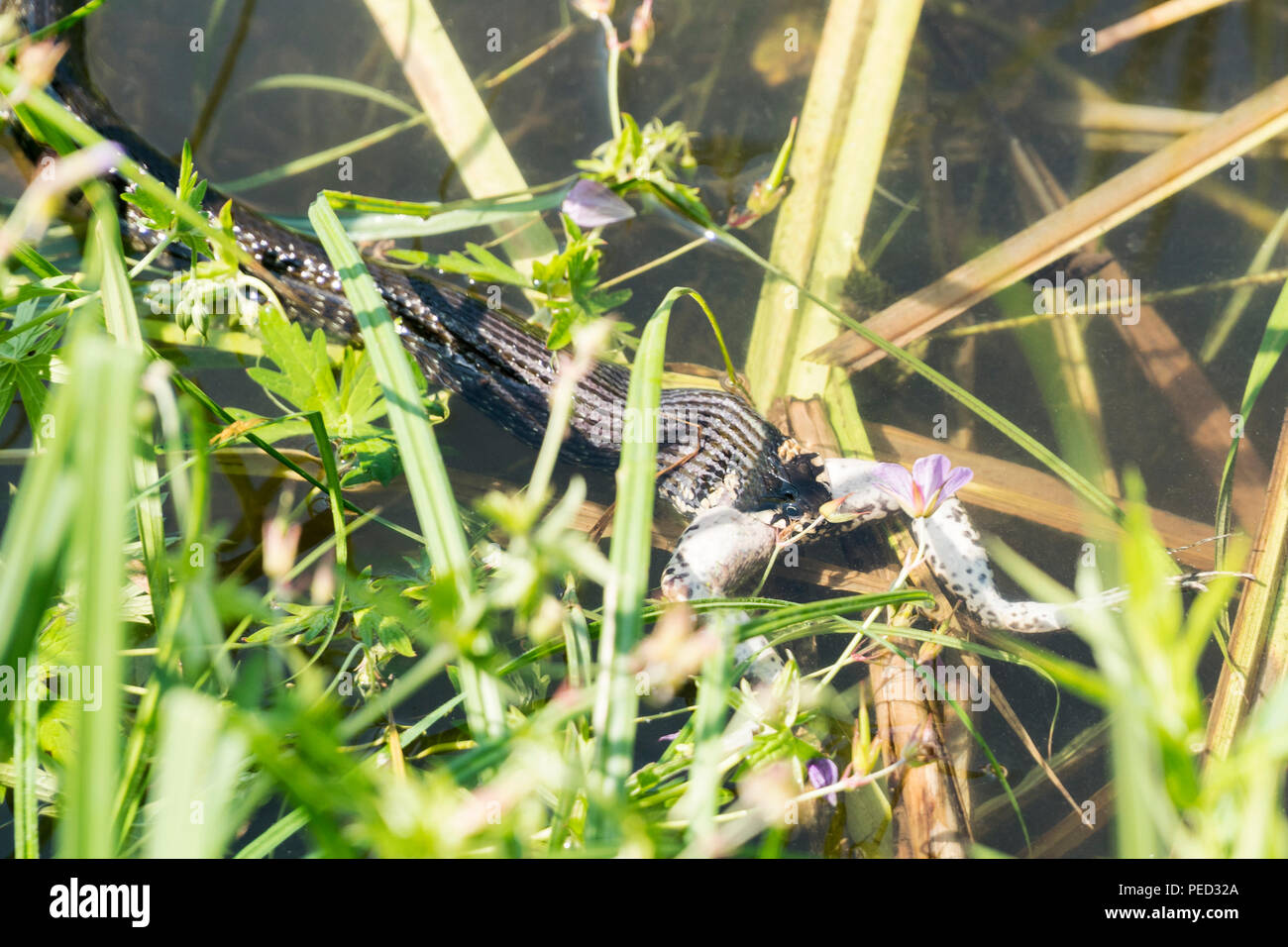 Snake eats a frog in the water amongst the plants Stock Photo Alamy