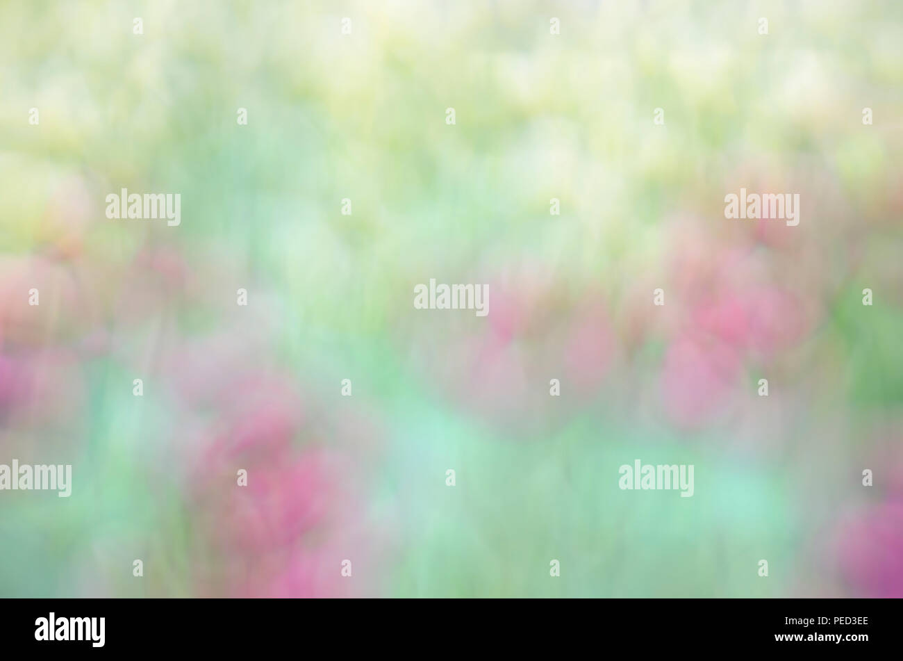 Blurred Pink Floral field background. Blurred Nature Background. Stock Photo
