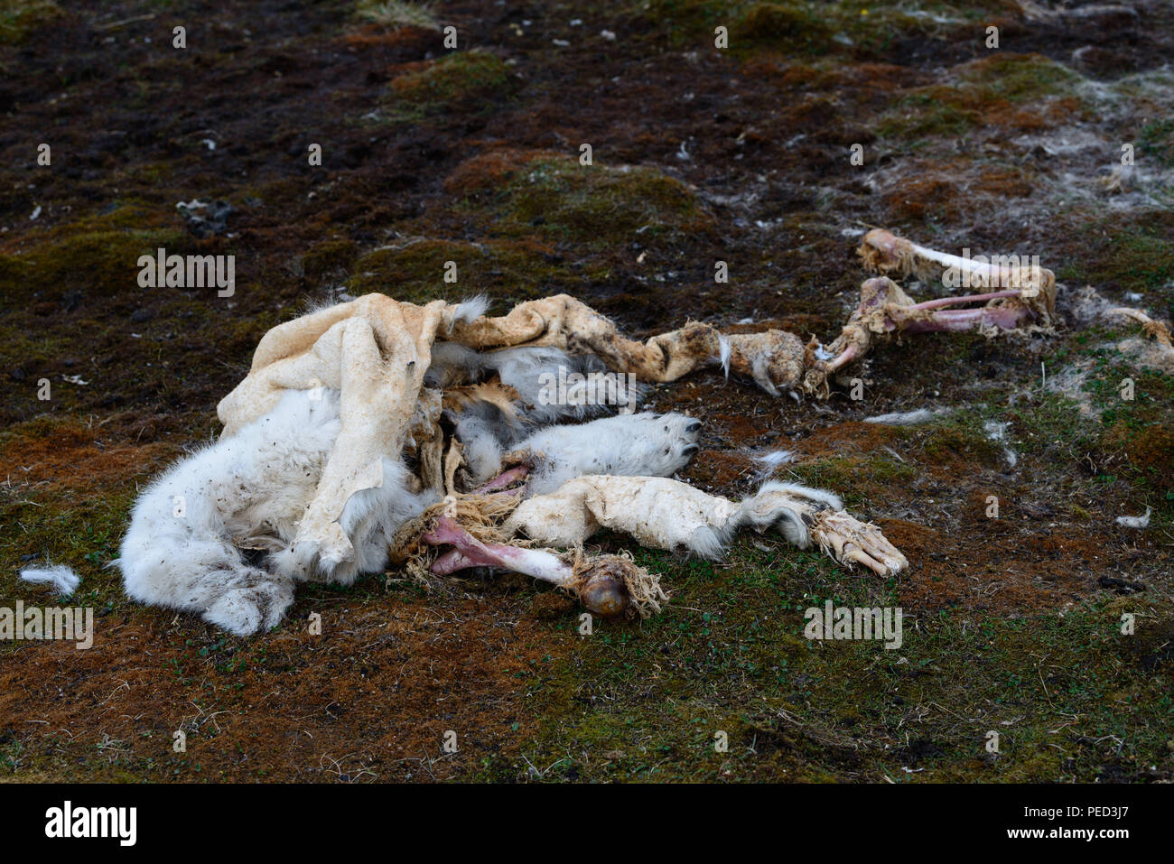 Fur and bones of a dead polar bear near Kapp Toscana, Svalbard, Norway. Stock Photo