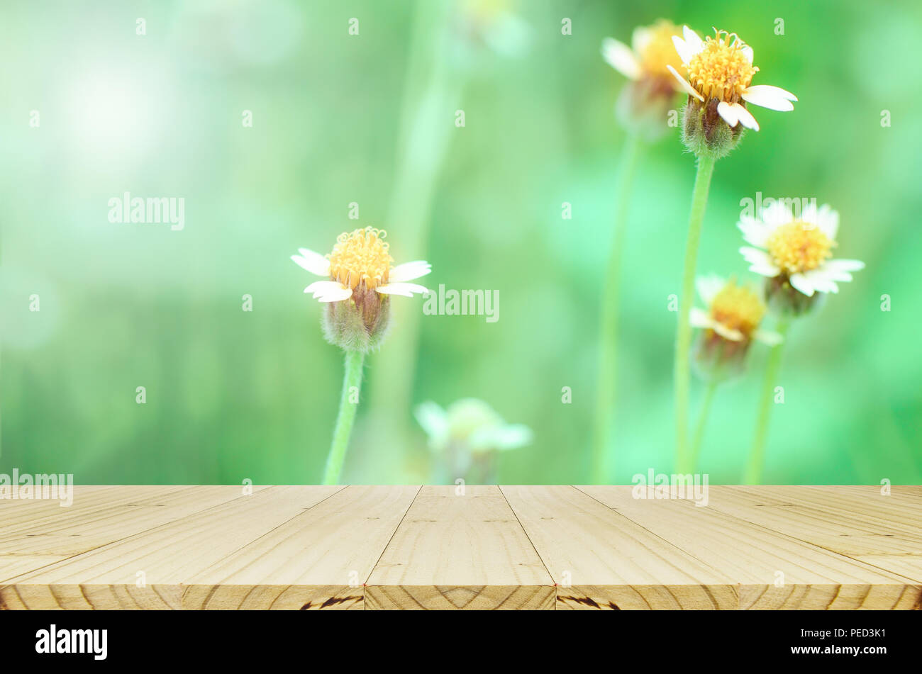 Pine wood counter with Maxican daisy flowers field on natural green background. Stock Photo