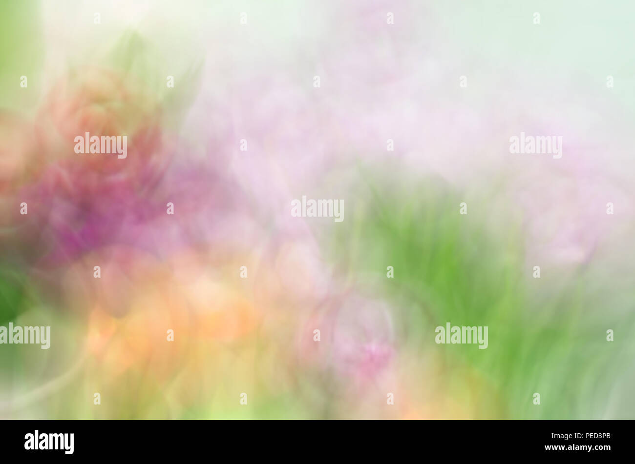 Blurred Pink Floral field background. Blurred Nature Background Stock