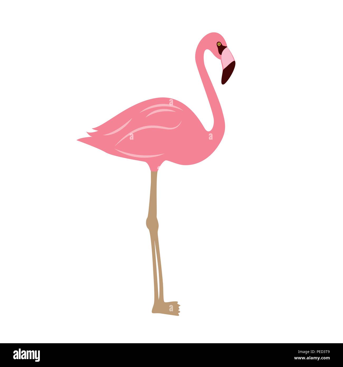 Pink flamingo isolated on white background vector illustration EPS10 ...